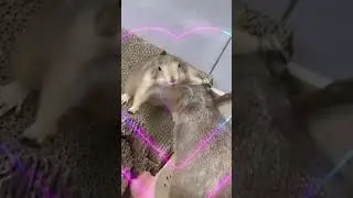 mice love  #respect