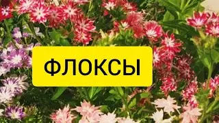 ФЛОКС , ОТ ПОСЕВА СЕМЯН ДО ЦВЕТЕНИЯ