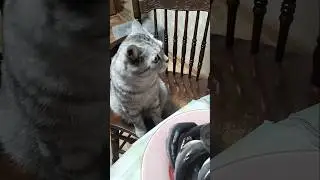 Можно ли кошкам рыбу? 
