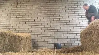 Springen op de hooizolder ||VITANOOTJE POPO