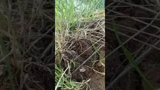 Не беда что почва глинистая.