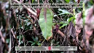 Фитофтороз декоративных и древесных культур (Phytophthora kernoviae Brasier) второй штамм