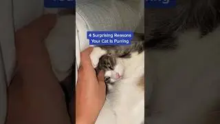 Why Do Cats Purr?! 👀🐱 #shorts