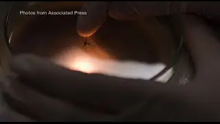 How Zika virus spreads