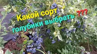 Which blueberry variety should I choose?