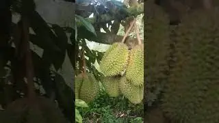 DURIAN BERBUAH SUPER LEBAT🤤😱