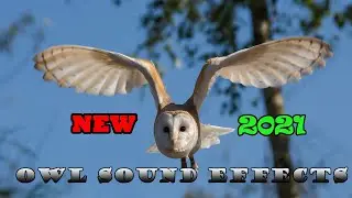 Owl Sound Effect 2021 / Games  Sounds JK