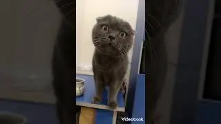 Засыхающий кот #shorts #вислоухий #кот #приколыскотами #cat # funny at #котята #смешныекотята #top