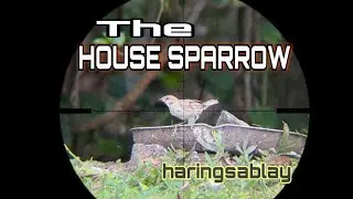 100+ YARDS… LONG RANGE SHOT WITH HOUSE SPARROW AND POPPING HOUSE SPARROW AT SHORT RANGE.