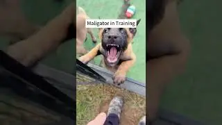 Funny Belgian malionis 