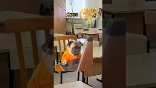 Знаки зодиака на уроке 🤣 