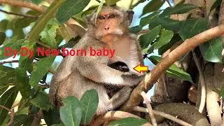Congrats ! Monkey Dy Dy born new baby, Looks baby is Dito is her name
