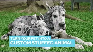 Cuddle Clones - Turn YOUR pet into a custom stuffed animal!