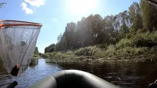 Опять небольшая река. Ловля голавля нахлыстом после высокой воды.