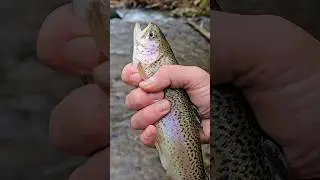 Trout Catch and Cook with Ramps and Morels