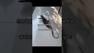 insano dice