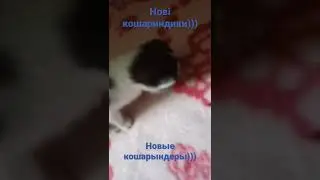 😸кошариндери😺