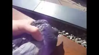 Каратель голубей)))