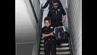 Caught on Camera: Yorkie Suffers Broken Neck After He’s Thrown Down Stairwell