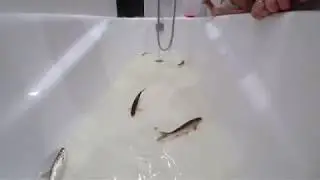 Выпускаем рыбку в ванную/мохтик/