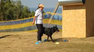 7.08.22 БРР Полазна Чемпионат РКФ, 1 раздел послушание