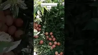 В крапивы дебрях яйца наши...