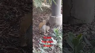 Squirrel Theme Song