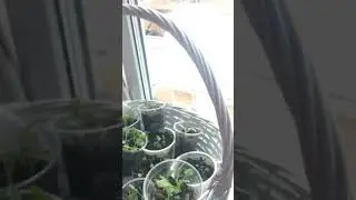 Мухоловка