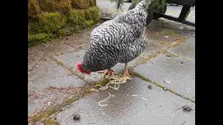Poppy loves WW noodles