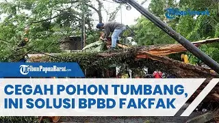 Ini yang Dilakukan BPBD Fakfak Papua Barat Cegah Pohon Tumbang