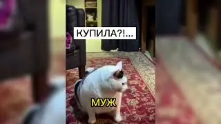 Мем. Кот Бендер. Подборка