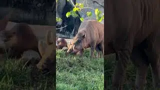 Otters with Moe the Babirusa for the First Time - Cincinnati Zoo 