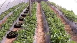 jagode u plasteniku 2 strawberries in greenhouses