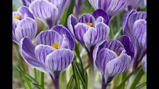 WHAT DO YOU NEED TO KNOW ABOUT FORCING CROCUSSES?