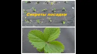Лучший способ посадки земляники (клубники)