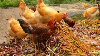 Finding Free Livestock Food