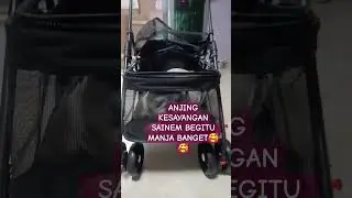 ANJING INI MANJA SKALI 
