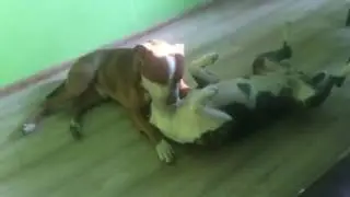 МагдАся и Тор = Любовь! Фонд помощи 