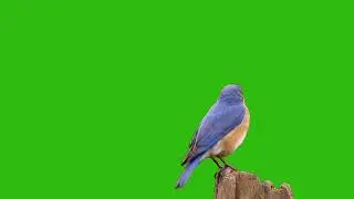 Birds | Nightingale Best song - Bird singing green screen 4k free