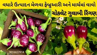 ઉનાળામા અને ચોમાસામા વધારે ઉત્પાદન લેવા માટે ચોકલેટ ગુલાબી રીંગણનુ વાવેતર  ફેબ્રુઆરી અને માર્ચમા કરો