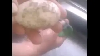 как промыть яйца гусынь