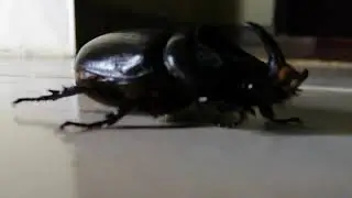 Giant insect with a horn