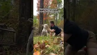 Alpha Leader protecting his pack #cringetok #shortsviral #fyptiktok