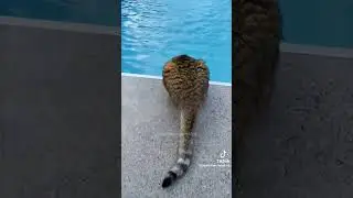 "Why cats are afraid / fear of water?" ~ Princess Angel