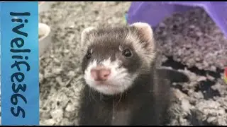 Fighting Ferrets
