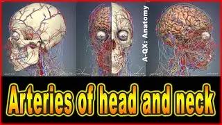 Arteries of head and neck | 3D Human Anatomy | Organs