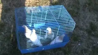 Ярмарка голубей г.Славянск-на-Кубани 20.02.2022г.4часть