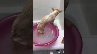 Чихуахуа купается 