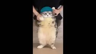 chipi chipi chapa chapa 