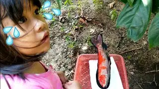 Sedih Lihat Ikan Koi Mati | Selamat Jalan Ikan Cantik | Rip | Ikannya Dikubur Beneran!